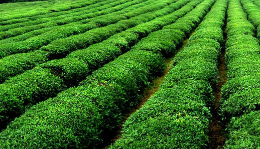 甄选高海拔贵州高原绿茶