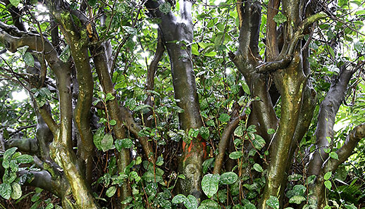 久安古茶树居群