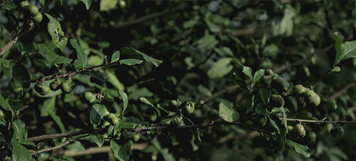 每年每株仅产1两